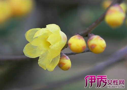 【图】腊梅图片大全 欣赏冬日里坚强生长的一株花