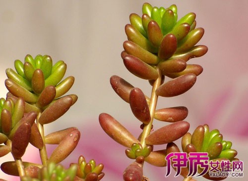 【虹之玉多肉】【图】虹之玉多肉植物 此植物