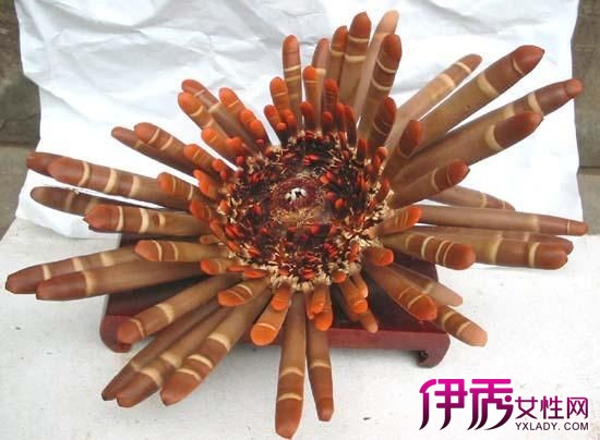 【海菊花】【图】了解海菊花的生长环境 其习