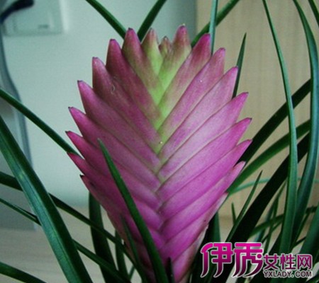 【铁兰花】【图】铁兰花知多少 三个要点让你