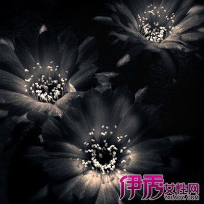 【图】黑色罂粟花唯美图片欣赏 详细介绍罂粟花的品性及作用
