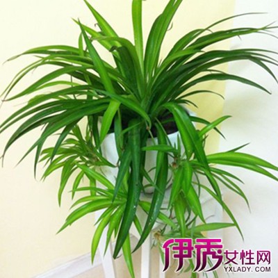 垂吊植物有哪些