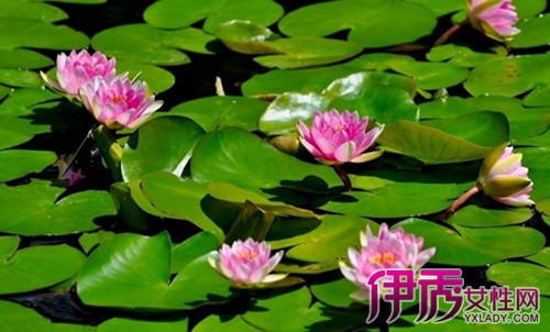 【夏天的植物】【图】夏天的植物有哪些 两种夏天开花植物告诉你_伊秀花草|yxlady.com