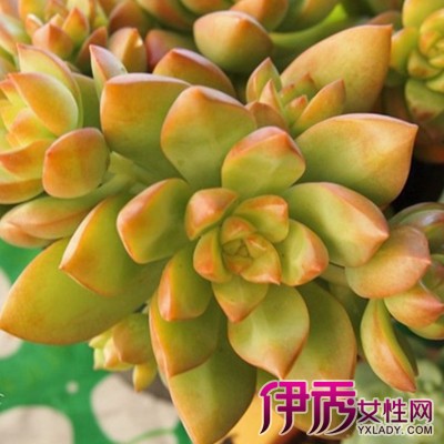 【图】黄丽多肉中的"黄丽花"养从6个方面养出美丽宝石便携式折叠电动车图片