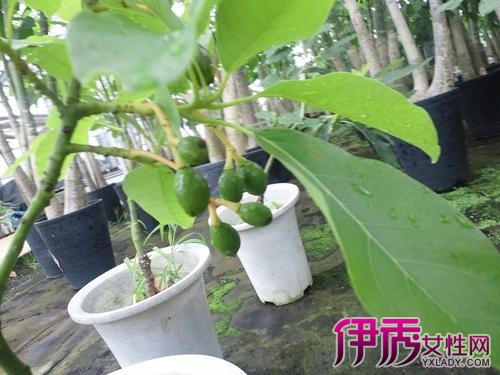 【牛油果树苗】【图】牛油果树苗怎么种植 应
