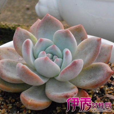 【芙蓉雪莲】【图】欣赏芙蓉雪莲图片 几个芙