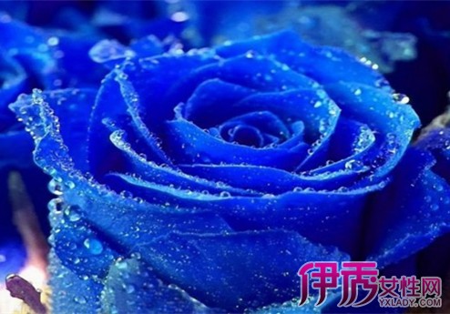 【蓝玫瑰花】【图】蓝玫瑰花是什么呢 小编教
