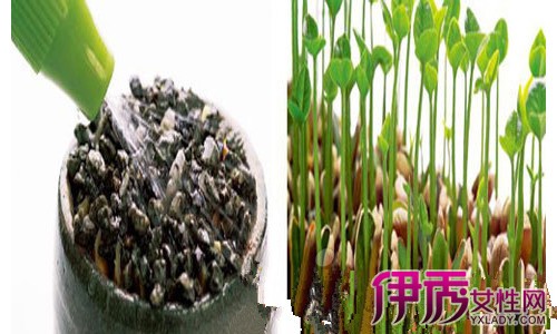 【柚子盆栽种植方法】【图】自制柚子盆栽种植