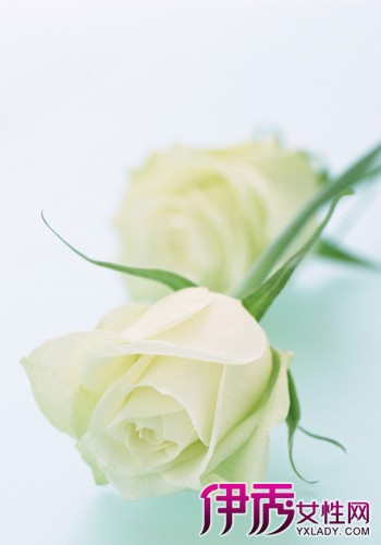 【白色玫瑰】【图】白色玫瑰的花语是什么? 送