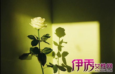 【白色玫瑰】【图】白色玫瑰的花语是什么? 送