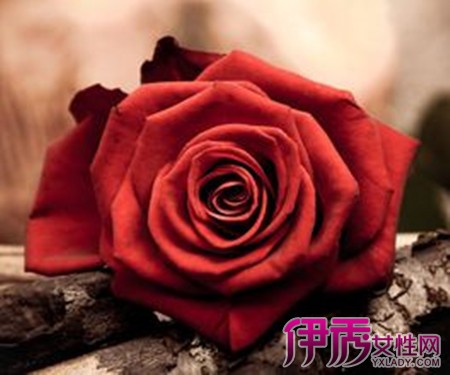 【红玫瑰花语是什么】【图】红玫瑰花语是什么