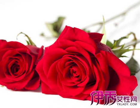 【爱心玫瑰花图片】【图】爱心玫瑰花图片欣赏