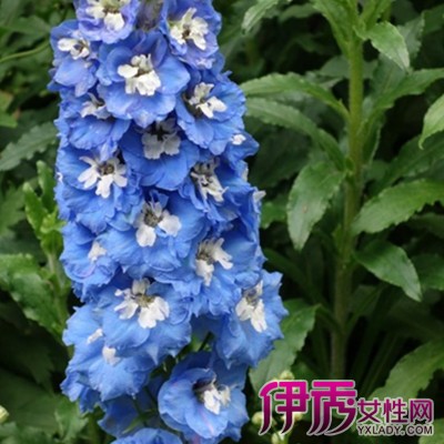 【图】大花飞燕草图片欣赏 为你详述其生活环境
