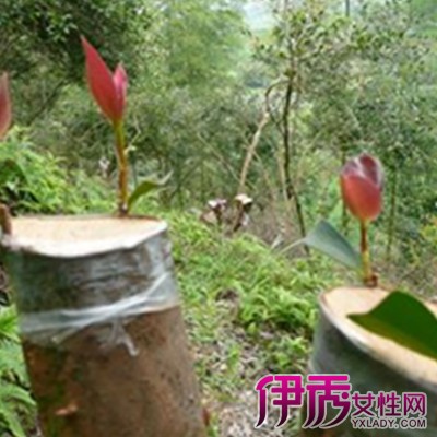 【图】树木嫁接技术图解大全 其4大特点介绍