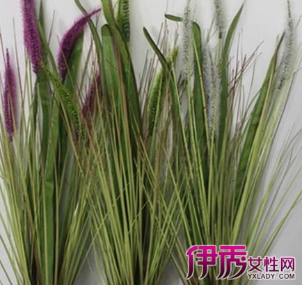 青皮草植物的图片大图列举 从6个特征分辨它的