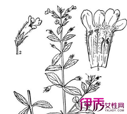 止咳草图片大全 盘点润肺止咳的食物