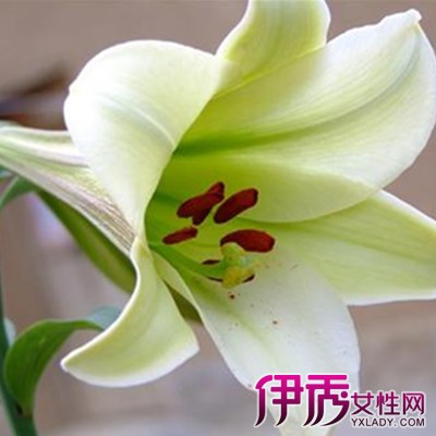 【百合花代表什么含义】【图】介绍百合花代表