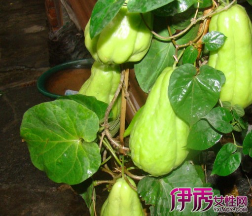 【佛手瓜怎么种植】【图】佛手瓜怎么种植呢?