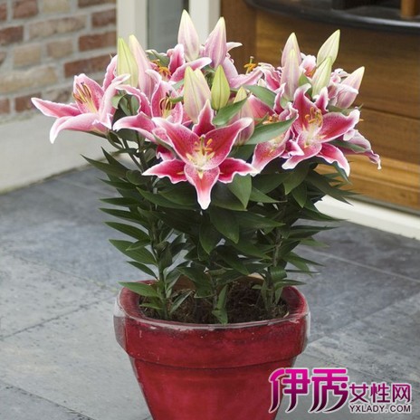 【盆栽百合花怎么养】【图】盆栽百合花怎么养