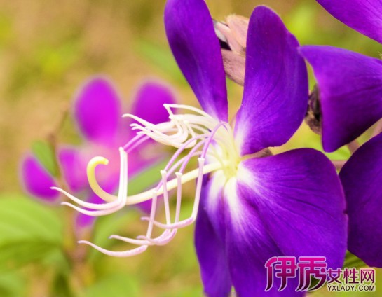 【巴西野牡丹】【图】巴西野牡丹的介绍 巴西