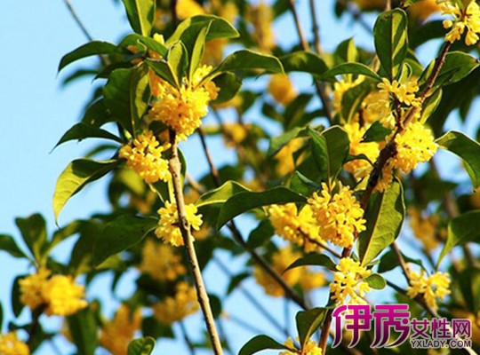 【桂花为什么不香】【图】桂花为什么不香 详