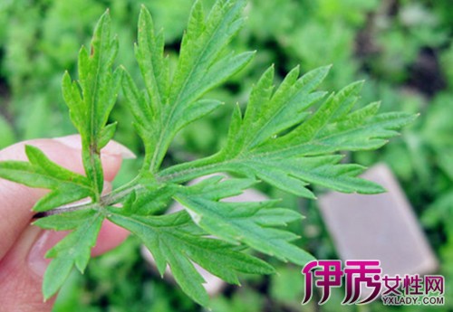 【图】艾叶图片大全欣赏