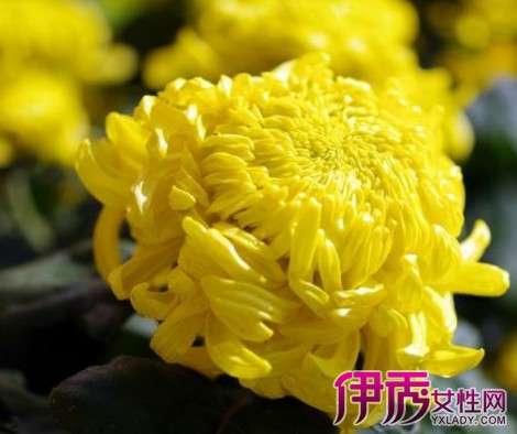 【菊花代表什么】【图】菊花代表什么意思? 菊