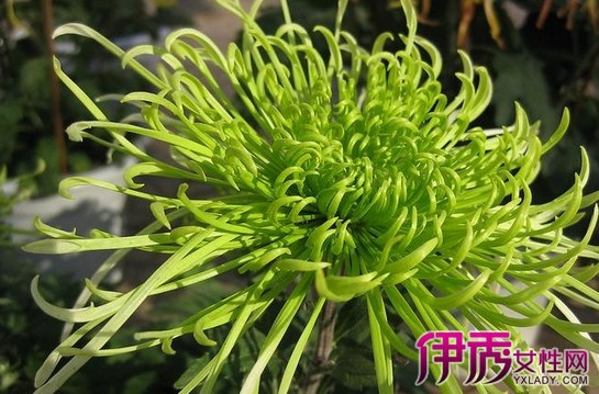 【图】菊花代表什么意思? 菊花象征意义大全