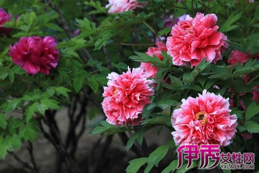 【牡丹花籽发芽的种子】【图】牡丹花籽发芽的