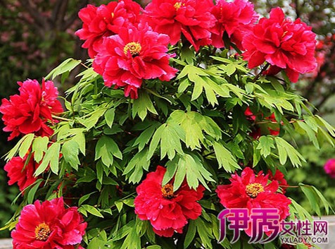 【牡丹花籽发芽的种子】【图】牡丹花籽发芽的