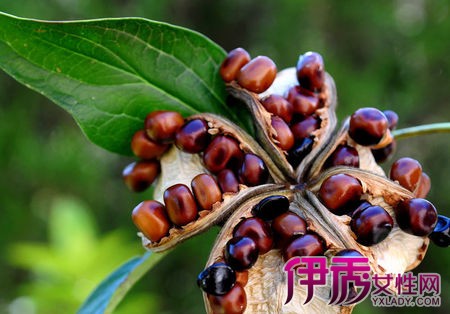 【牡丹花籽发芽的种子】【图】牡丹花籽发芽的