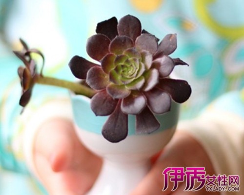 【多肉植物花盆diy】【图】多肉植物花盆diy教