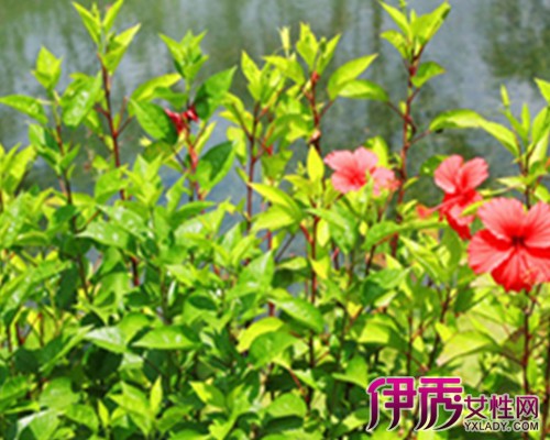 【严歌苓扶桑】【图】严歌苓扶桑一书中的扶桑