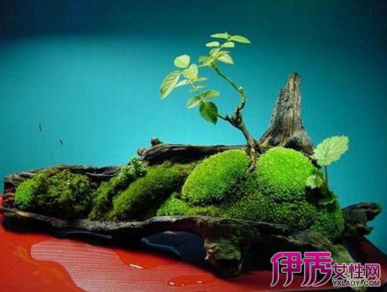 【苔藓植物有哪些】【图】苔藓植物有哪些? 6