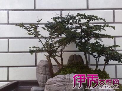 虎刺怎么养
