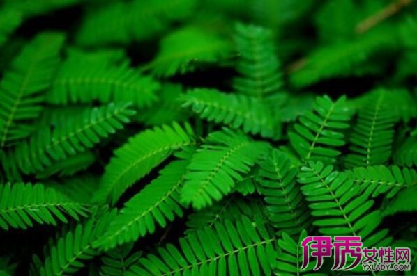 含羞草的叶子为什么不会合拢了?图片