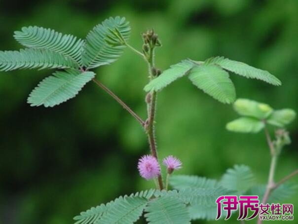 含羞草的叶子为什么不会合拢了?图片