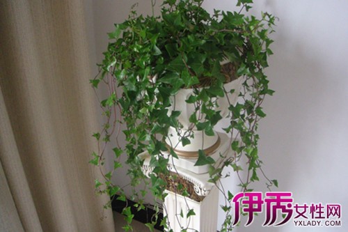 【怎样让花草树木好好过冬】【图】怎样让花草