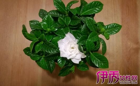 【栀子花盆栽养殖】【图】栀子花盆栽养殖的注