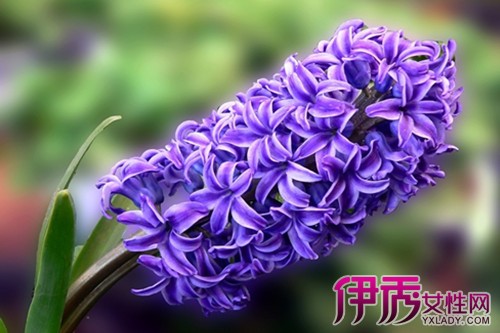 【紫色风信子的花语是什么】【图】紫色风信子