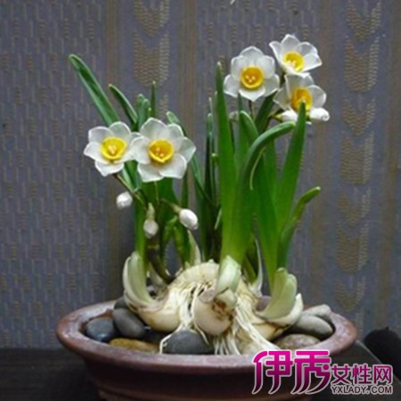 【水仙花花语是什么】【图】详解水仙花花语是