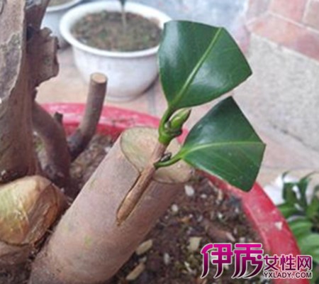 【茶花嫁接砧木】【图】茶花嫁接砧木有效吗?