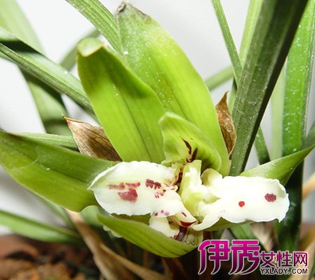 【贵州兰花品种及图片】【图】看贵州兰花品种