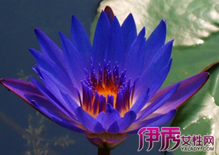蓝莲花,全名埃及蓝睡莲,不是莲花,而是一种睡莲,原产于北非及墨西哥.