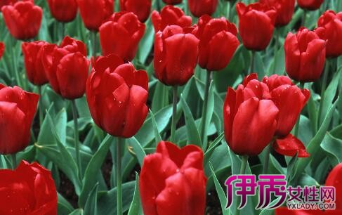 【图】红色郁金香的花苞是什么颜色 种出漂亮