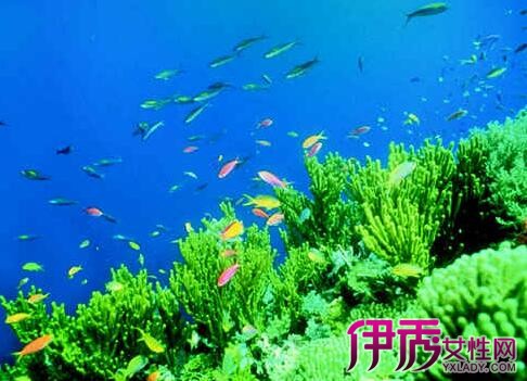 【海洋植物名称】【图】海洋植物名称大全介绍