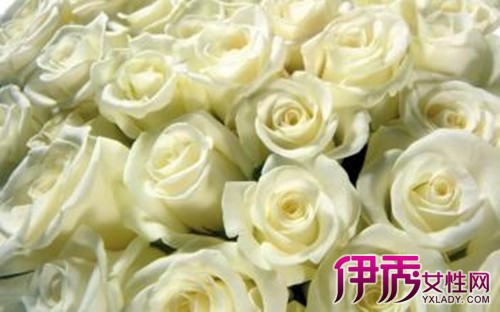 【白玫瑰花语是什么】【图】白玫瑰花语是什么