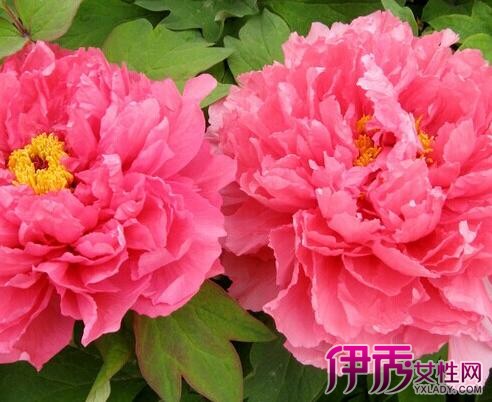 【牡丹花苗种】【图】牡丹花苗种植的方法 田