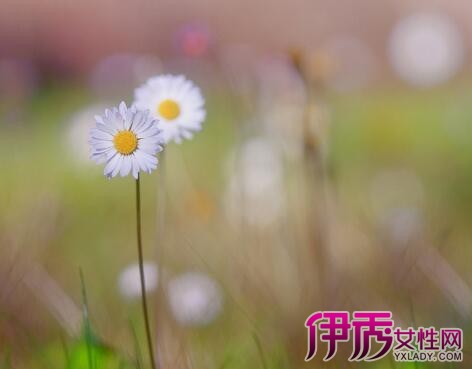 【雏菊的花语是什么】【图】雏菊的花语是什么