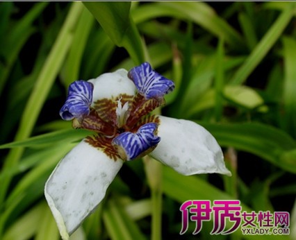 【巴西鸢尾 繁殖】【图】巴西鸢尾之繁殖的方